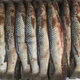 特大咸梭鱼梭子鱼新鲜梭鱼腌制海产品咸香鱼