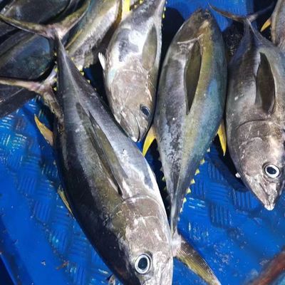 北海特大号黄鳍金枪鱼鲜活蓝鳍金枪鱼特大野生海鲜深海龙利大白