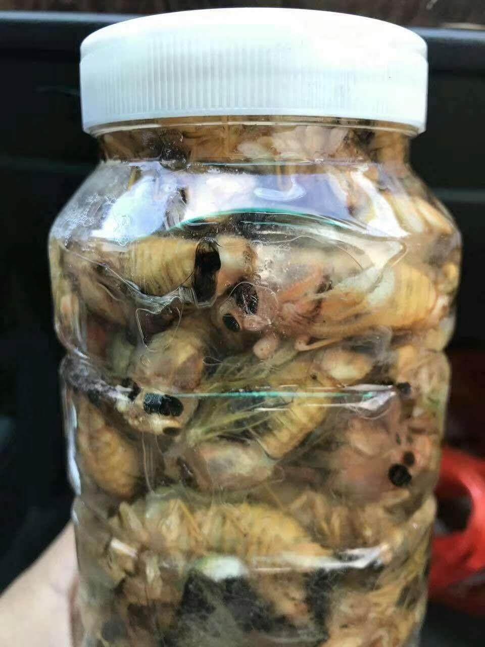 100只23年嫩知了白知了猴嫩蝉鲜嫩脱壳白蝉银蝉嫩金蝉蛹爬蚱爬叉