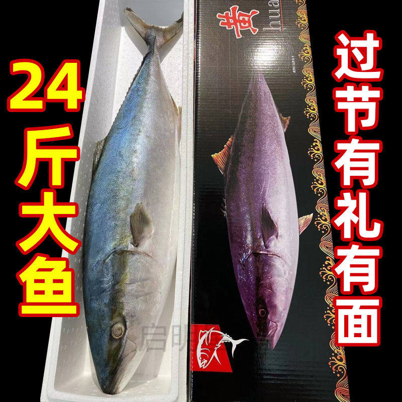 黄金鲅鱼黄鰤鱼青甘鱼大鱼特大大鱼野生海鱼
