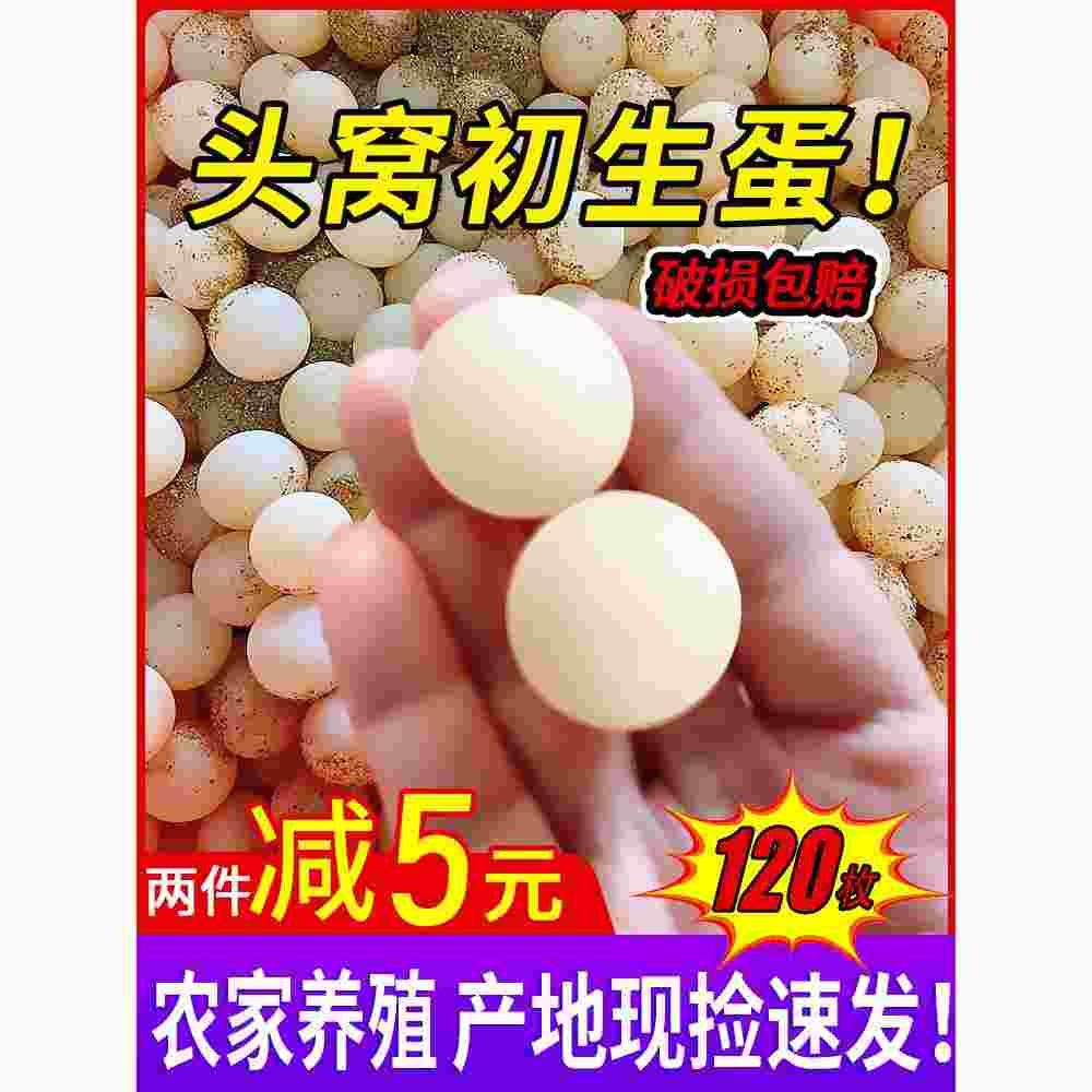 农家新鲜甲鱼蛋120枚食用原生水鱼土鳖团鱼蛋自养王八蛋宝宝辅食