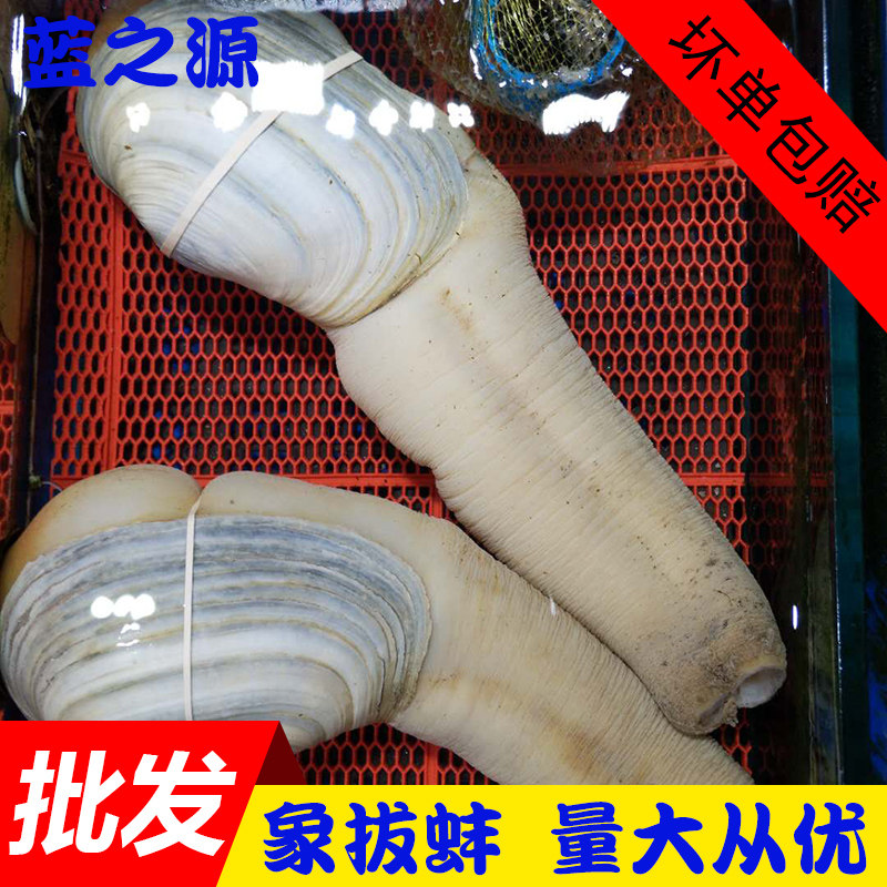 加拿大进口象拔蚌新鲜 新鲜干水蚌皇帝蚌 刺身新鲜海鲜水产1000g