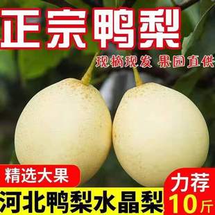 河北泊头鸭梨新鲜水果河北正宗大鸭梨当季新鲜水果10斤5斤3斤水晶