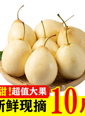 河北泊头鸭梨新鲜水果现摘新鲜水果河北鸭梨子10斤应季皇冠梨水晶