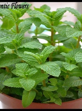 spearmint mint seeds edible catnip plant flower seeds veeta