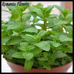 spearmint mint seeds edible catnip plant flower seeds veeta