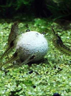 3pcs Nitrifying Bacteria Ball Clean Water For Aquarium Fish