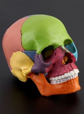 15pcs/set 4D Disassembled Color Skull Anatomical Model Detac