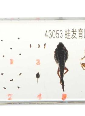 Lifecycle of a Frog Specimens Paperweight Educational Scien