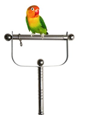 Bird Perch Stand Stainless Steel Parrot Perch Outdoor Handhe