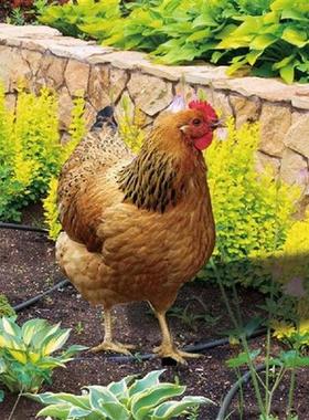 Rooster Animal Stake 2D Plane Printing Acrylic Garden