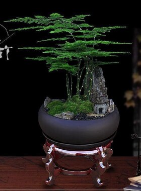 Indoor potted plants indoor sitting room flowers micro