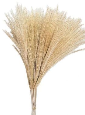 1 Bouquet  Reed Bunch Modern Decorative Beautiful Dried