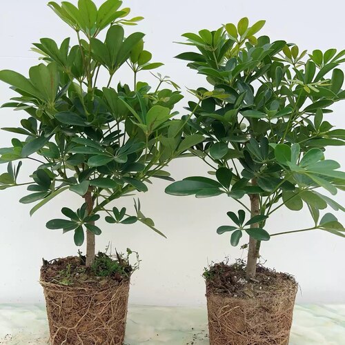 八方来财鸭脚木招财树鹅掌柴室内绿植净化空气常绿花卉绿植好养