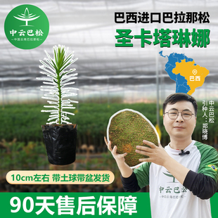 巴拉那松树苗巴拉那松苗子巴拉那松幼苗假一罚万 正品 中云巴松