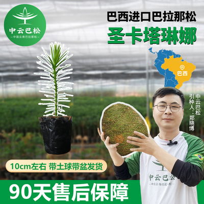 【中云巴松】正品巴拉那松树苗巴拉那松苗子巴拉那松幼苗假一罚万