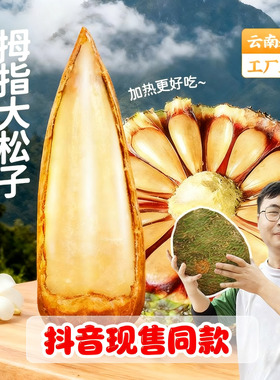 拇指大松子巴拉那松松子有拇指大巴拉那松松果完整巴拉那松球发货