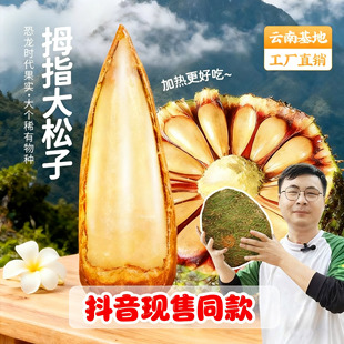 拇指大松子巴拉那松松子有拇指大巴拉那松松果完整巴拉那松球发货