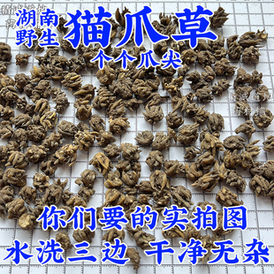 野生猫爪草中药材正品 湖南野生猫爪草 猫爪草新货 水洗 纯野生