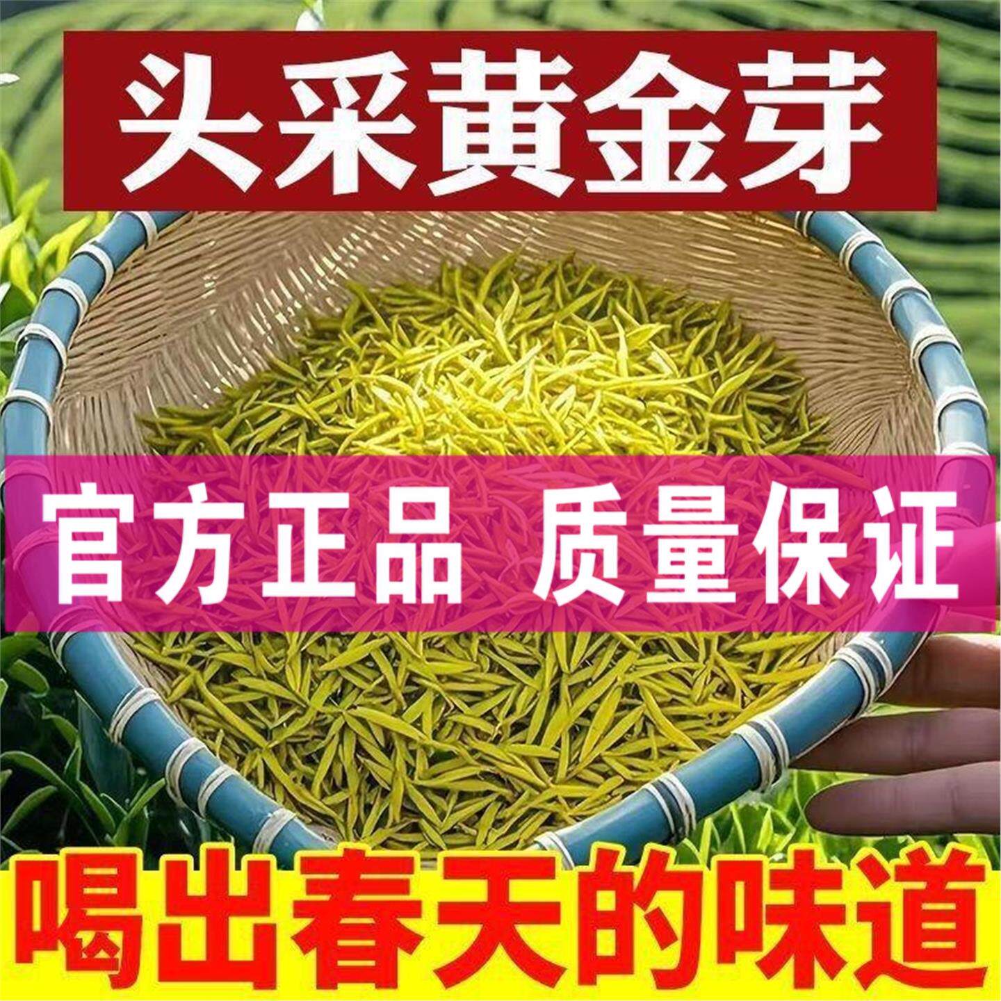 2026黄金芽茶叶新茶散装鲜爽回甘口感鲜爽叶底鲜活-Z47