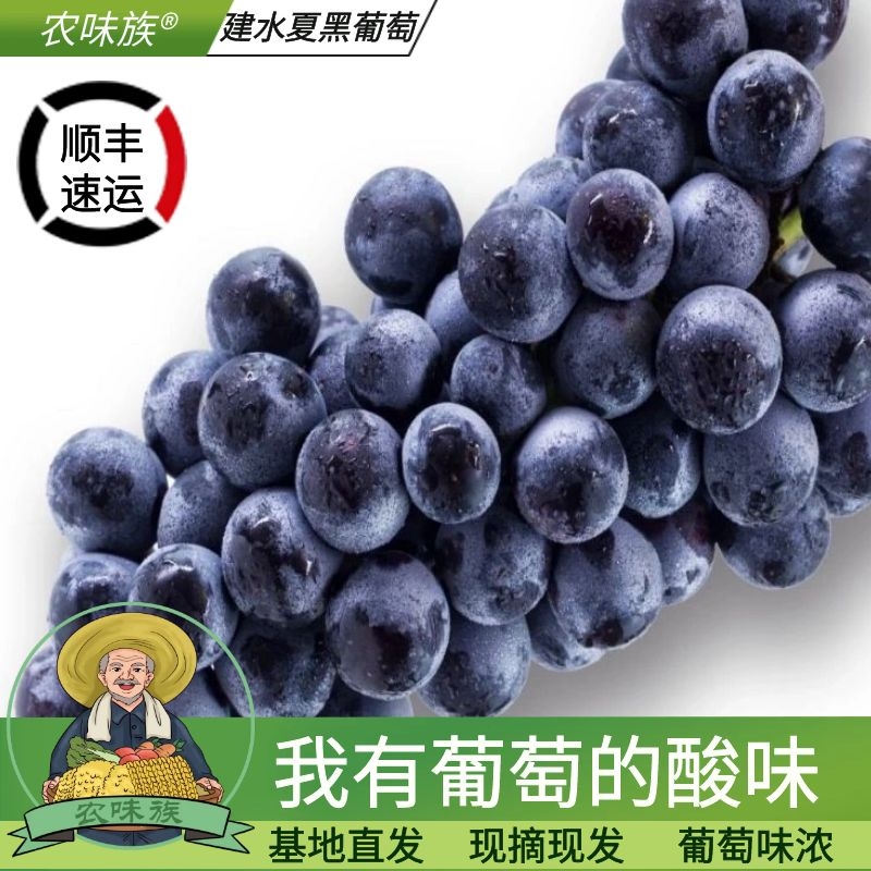 云南夏黑葡萄巨峰黑加仑葡萄整串无籽黑提现摘新鲜水果2斤顺丰
