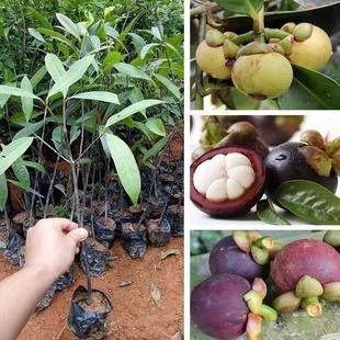 山竹树苗无核山竹果苗南方北方种植四季庭院盆栽地栽南方常绿