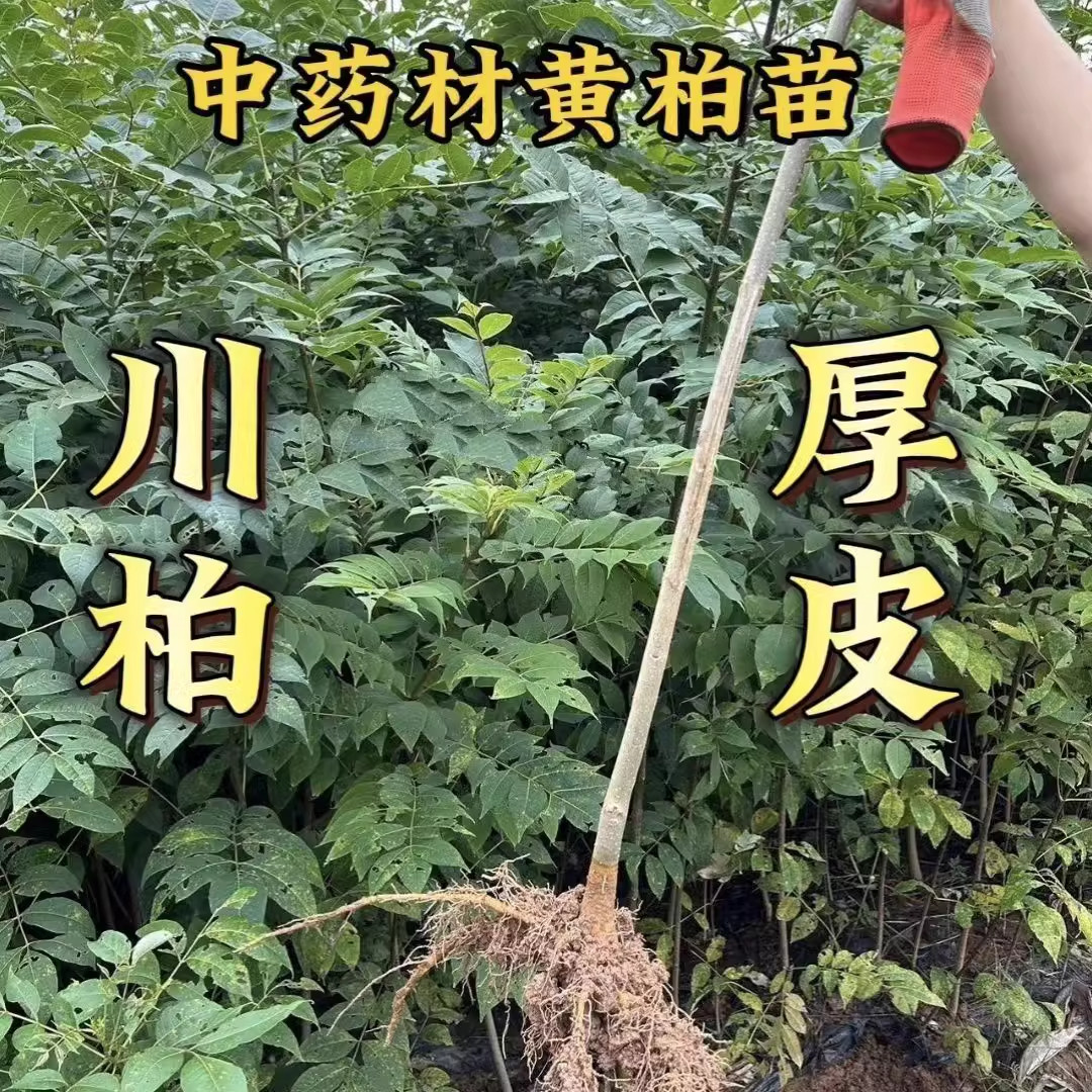 南北方种植中药材种苗 黄柏苗黄菠萝树苗黄柏皮树苗 川黄柏树苗