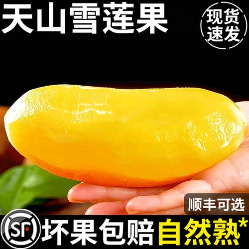 【脆甜多汁】云南天山雪莲果
