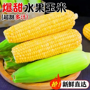 云南金银水果玉米现摘嫩玉米孕妇低脂玉米棒子代餐甜玉米新鲜蔬菜