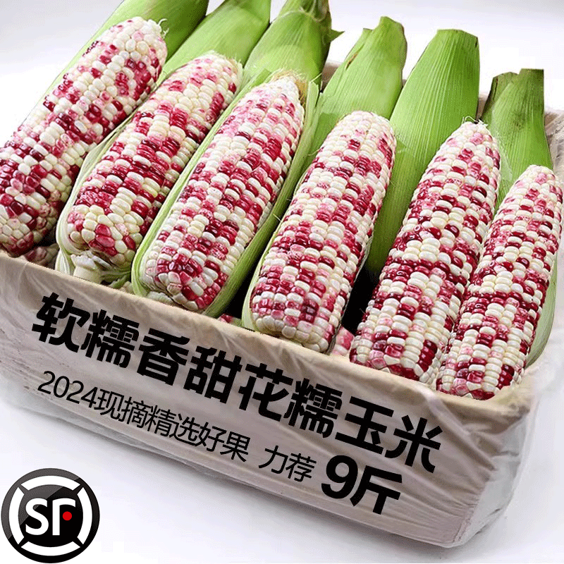 新鲜现摘花糯玉米9斤当季蔬菜香甜糯水果玉米即食嫩玉米棒子生吃
