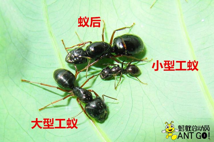 弗里德弓背蚁 camponotus friedae活体蚂蚁宠物世界工坊家园部