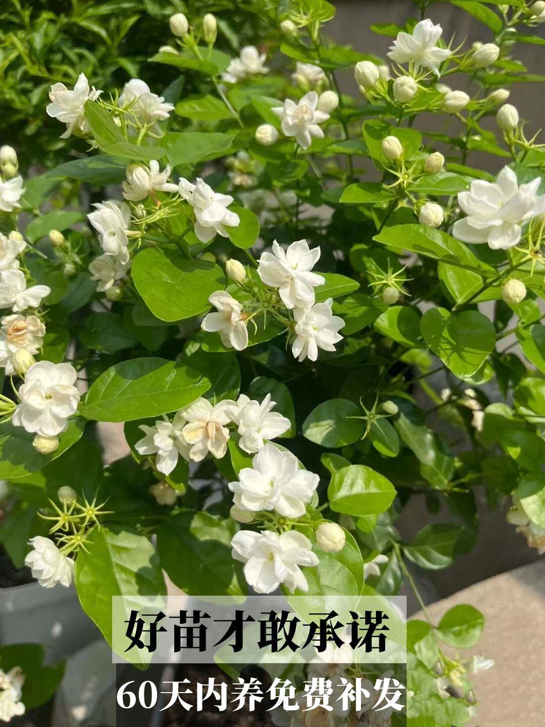 茉莉花盆栽带花苞四季开花浓香盆栽花卉好养绿植