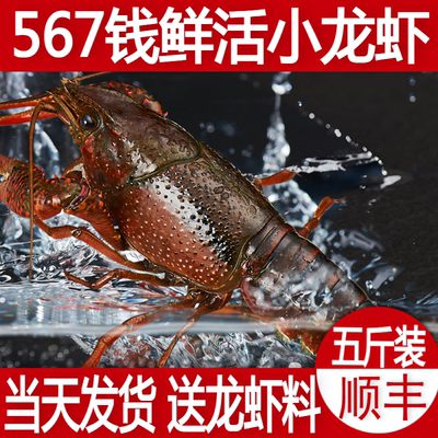 5斤567钱小龙虾鲜活特大江苏盱眙金湖稻田活虾清水虾干净免洗顺丰