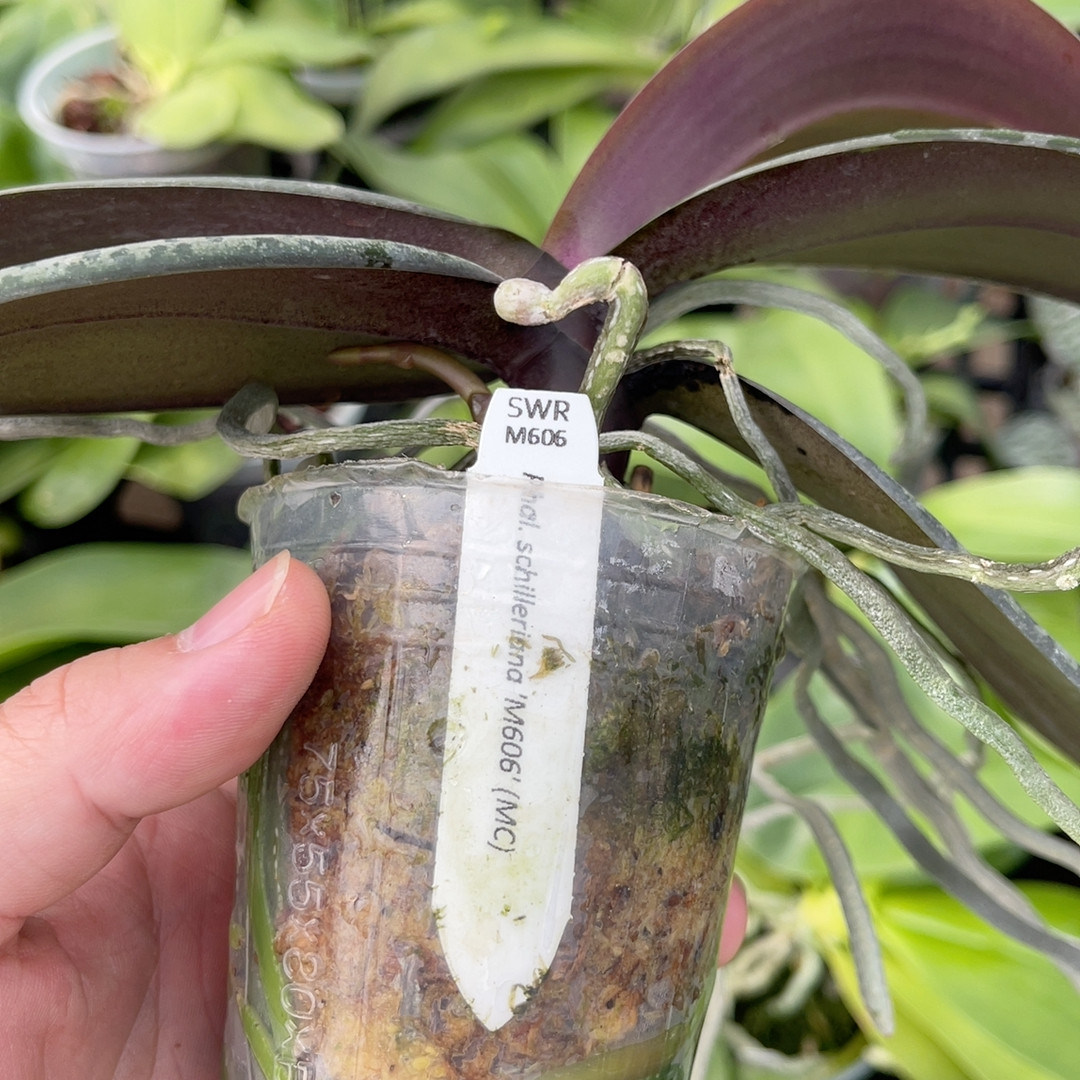 2.5寸 抽梗 swrM606