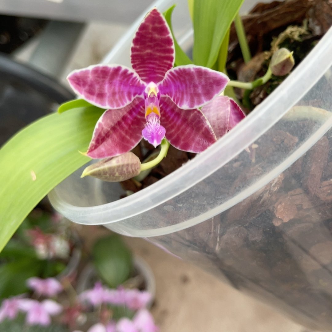 5寸 swr22KR 红路德 一物一拍