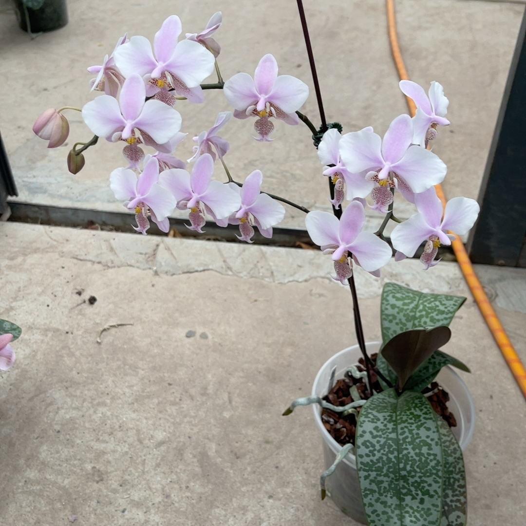 5寸 swr22HN 一物一拍