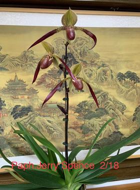 杰哥原生种洋兰兜兰Paph. Jerry Spence 室内盆栽绿植