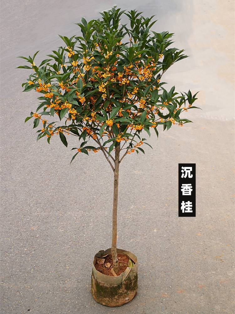 沉香桂花树苗八月浓香花卉实原生高杆金丹大型四季朱砂桂花园庭院