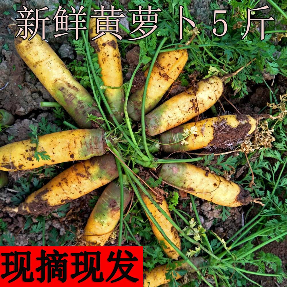 【老客户专享】正宗黄心胡萝卜新鲜蔬菜带泥现挖黄萝卜手抓饭