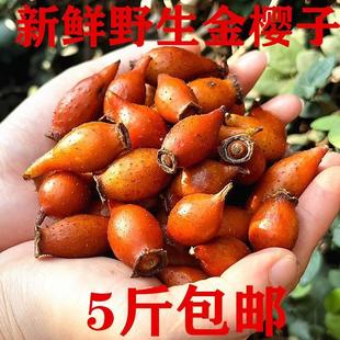 新鲜金樱子男性泡酒药材手选青黄泡酒果子现摘刺梨子糖罐子一斤装