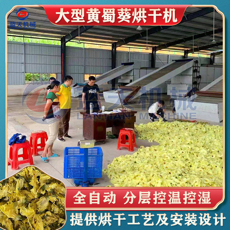 网带黄蜀葵提取粉碎烘干设备 全自动金丝桃甘干燥机 黄蜀葵烘干机