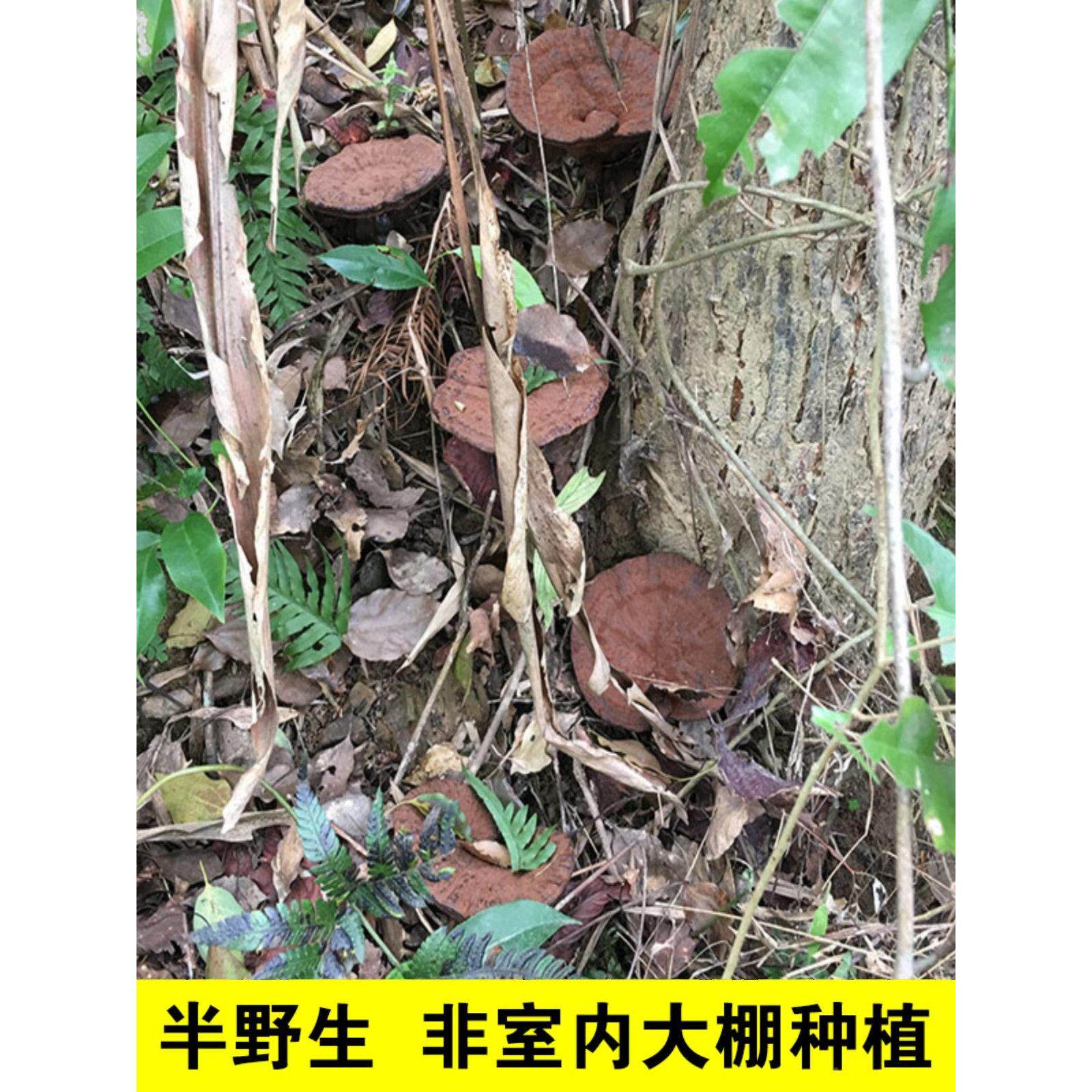 灵芝整枝灵干货彷孢野生50TOL0河源深山黑芝片带子粉不苦今年g新