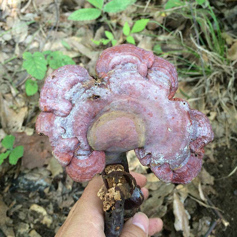 整CJC枝野生记大灵芝0神农架天然野生赤灵芝正品林芝  神农杨50g