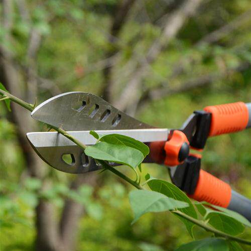 花木剪绿篱剪草坪剪园林修枝剪园艺大剪刀绿化粗枝果树枝修花工具