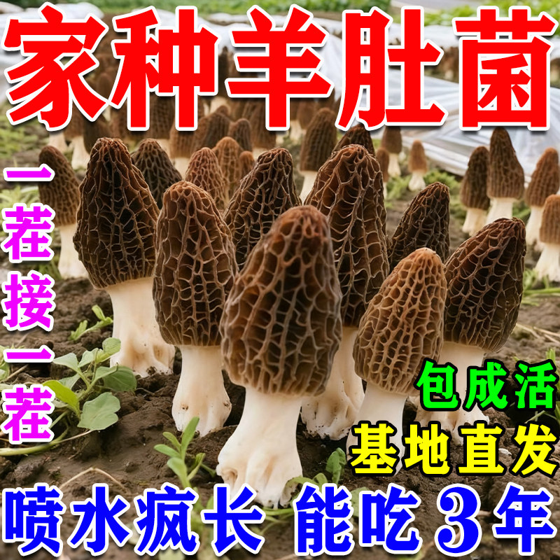 羊肚菌菌种包盆栽室内阳台自种