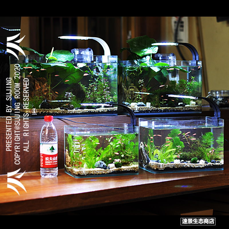 生态瓶微景观小鱼办公室微景观diy微缸鱼缸造景微生态缸创意鱼缸