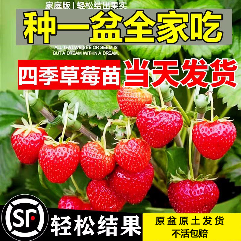 草莓苗秧苗种籽子四季奶油草莓带盆带土南北方阳台水果树苗当年结