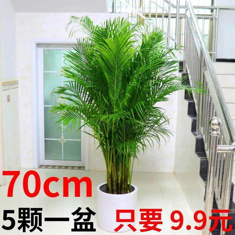新疆包邮散尾葵盆栽绿植花卉凤尾竹室内客厅大型植物夏威夷富贵椰