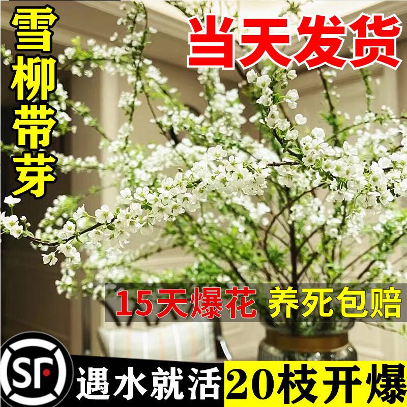 雪柳鲜枝干支水培植物室内客厅花卉盆栽四季水养遇水开花吊钟绿植