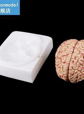 Medical props model Free postage Disassembled Anatomical Hum